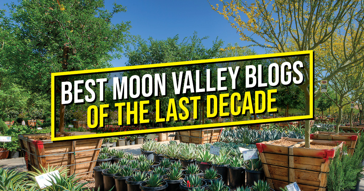 Best Moon Valley Blogs of the Last Decade